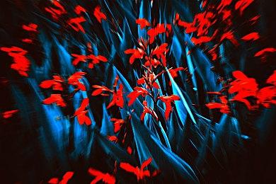 《对马岛之鬼：导演剪辑版》玩家能撸猫撸鹿撸猴子